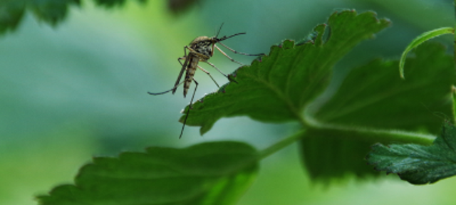 Zanzara tigre: provvedimenti per la prevenzione e il controllo dell'infestazione